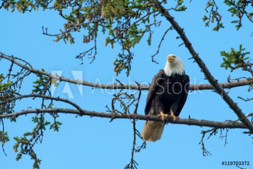 Picture of Bald eagle perched in tree